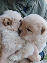 Cuccioli di Chow chow