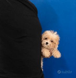Maltipoo Mini Toy disponibili subito