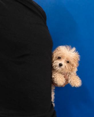 Maltipoo Mini Toy disponibili subito