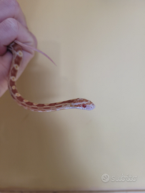 Baby serpente del grano butter (P. guttatus)