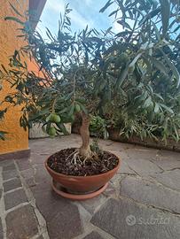ulivo bonsai