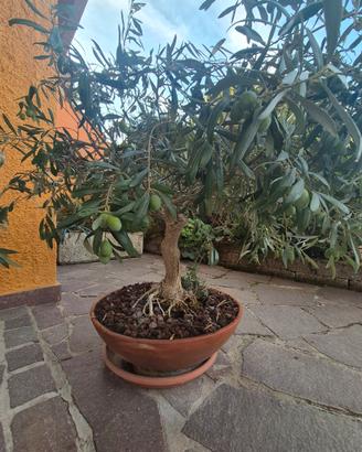 ulivo bonsai