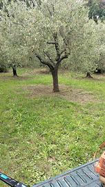 Oliveto