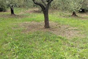 Oliveto