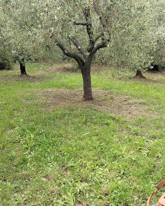 Oliveto