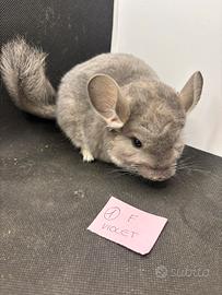Cincilla cucciola violet