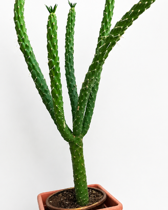 Pianta grassa  di cactus Austrocylindropuntia