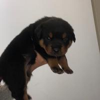 Cuccioli rottwailer