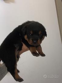 Cuccioli rottwailer