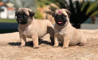 Cuccioli di carlino