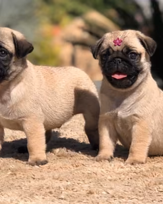 Cuccioli di carlino
