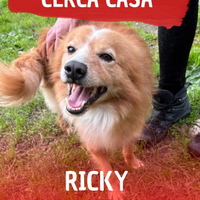Ricky: giocherellone, intelligente e dolce