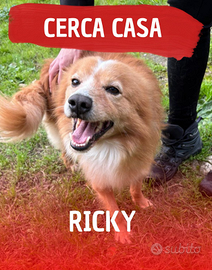 Ricky: giocherellone, intelligente e dolce