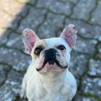 Disponibile per monte