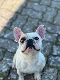 Disponibile per monte