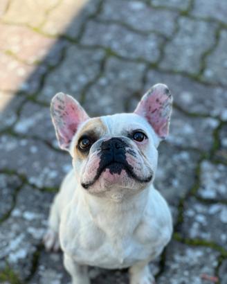 Disponibile per monte