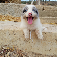 Cuccioli di Border Collie