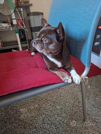Chihuaua linea russa