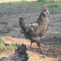 Gallo ibrido e gallina ibrida ovaiola