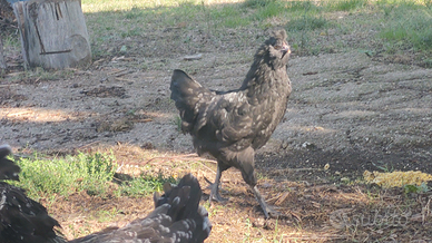 Gallo ibrido e gallina ibrida ovaiola
