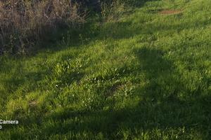 Terreno edificabile 2000 metri