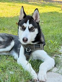 Ultimo cucciolo disponibile Siberian Husky