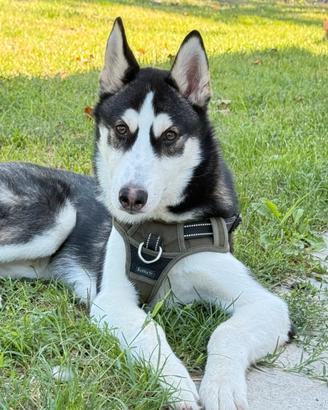 Ultimo cucciolo disponibile Siberian Husky