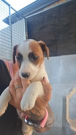 Cuccioli di jack russell terrier