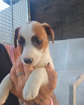 Cuccioli di jack russell terrier