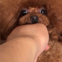 Barboncino teacup asiatica