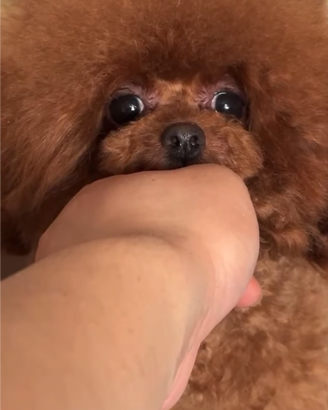 Barboncino teacup asiatica