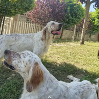 Coppia di Setter Inglesi