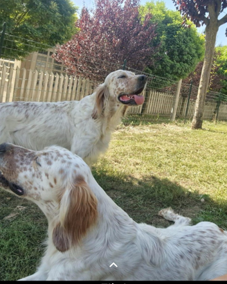 Coppia di Setter Inglesi