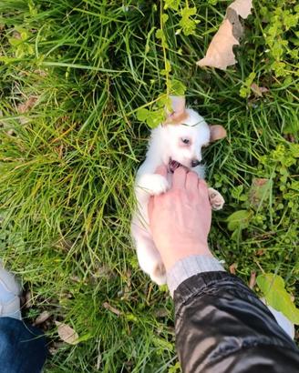 Cucciolo taglia piccola