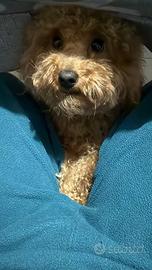 Barboncino Toy fulvo