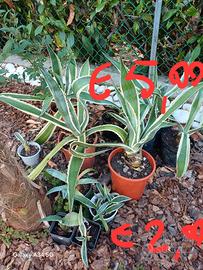agave