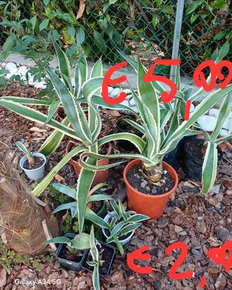 agave