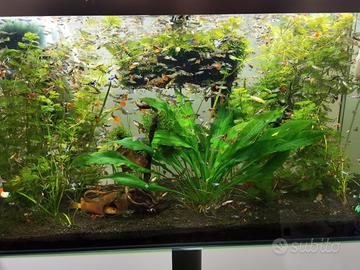 Guppy a chi viene a prenderseli