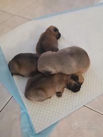 Cuccioli di Carlino