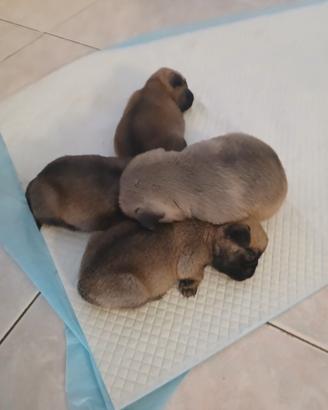 Cuccioli di Carlino