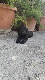 Cocker spaniel inglese