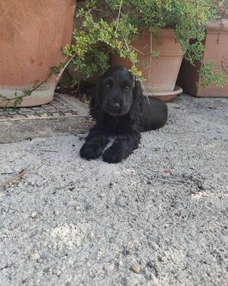 Cocker spaniel inglese