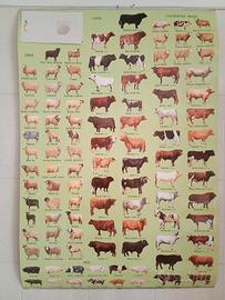 poster animali 