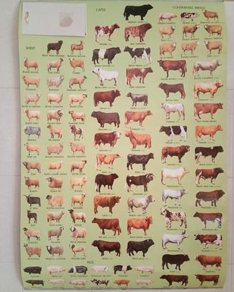 poster animali 