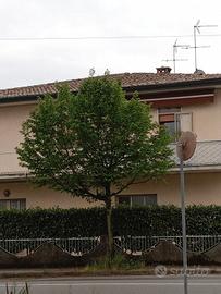 Custode giardiniere factotum