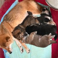 Shiba cuccioli con pedigree ENCI