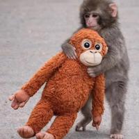 IKEA DJUNGELSKOG peluche orango gorilla scimmia