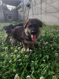 Cane pastore tedesco femmina