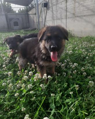 Cane pastore tedesco femmina