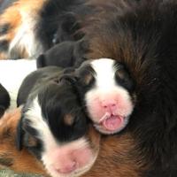 Cuccioli bovaro del Bernese